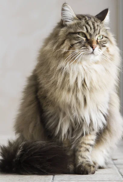 kedi Sibirya doğurmak, kahverengi sürüm