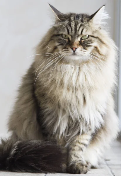 Gatto di razza siberiana, versione marrone — Foto Stock