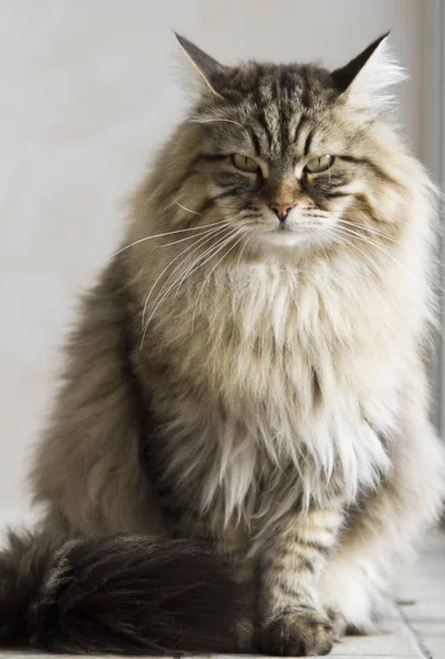 Gato macho de cabelos longos de raça siberiana — Fotografia de Stock