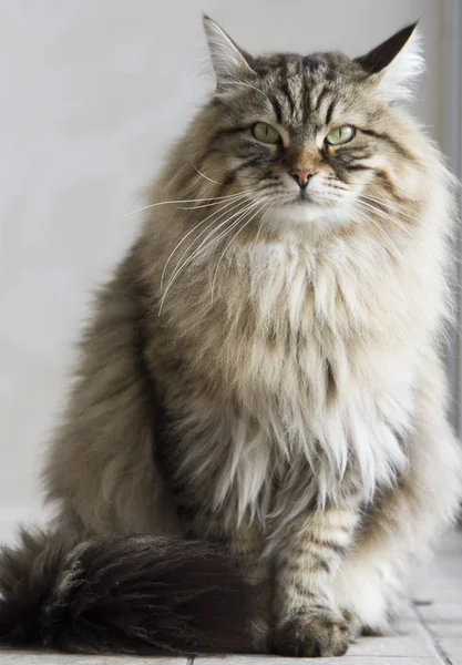 Gato macho de cabelos longos de raça siberiana — Fotografia de Stock