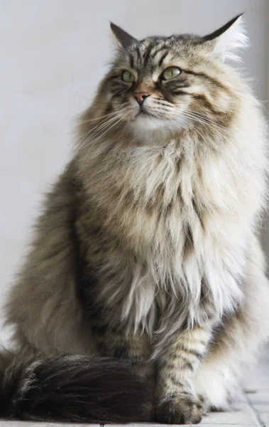 Кошка сибирской породы, коричневая версия — стоковое фото