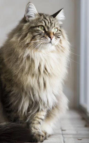 kedi Sibirya doğurmak, kahverengi sürüm