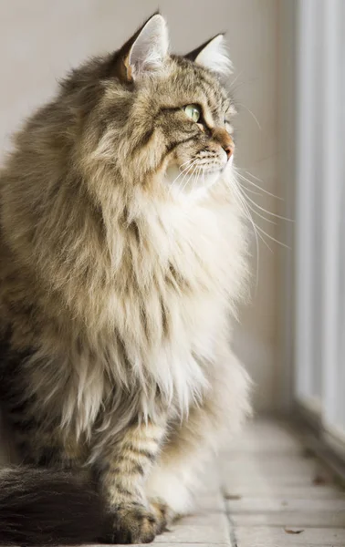 Gato de raza siberiana, versión marrón — Foto de Stock