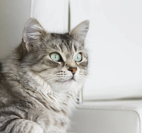 Gato de plata de raza siberiana en el sofá — Foto de Stock