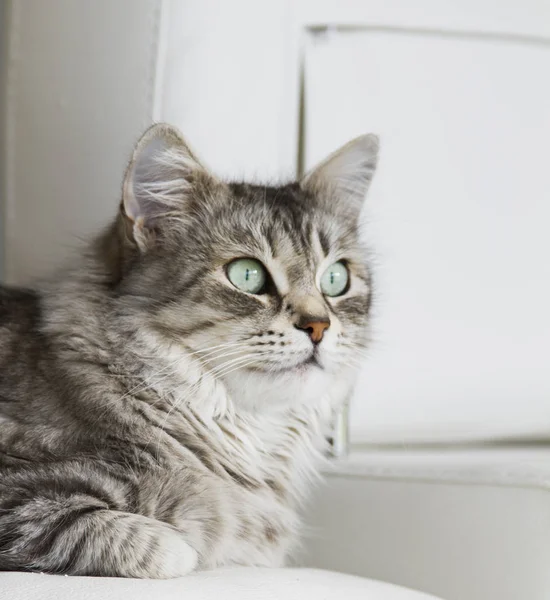 Silver cat of siberian breed on the sofa — Stock Photo, Image