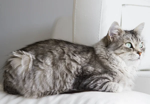 Sibirya doğurmak kanepede gümüş kedi