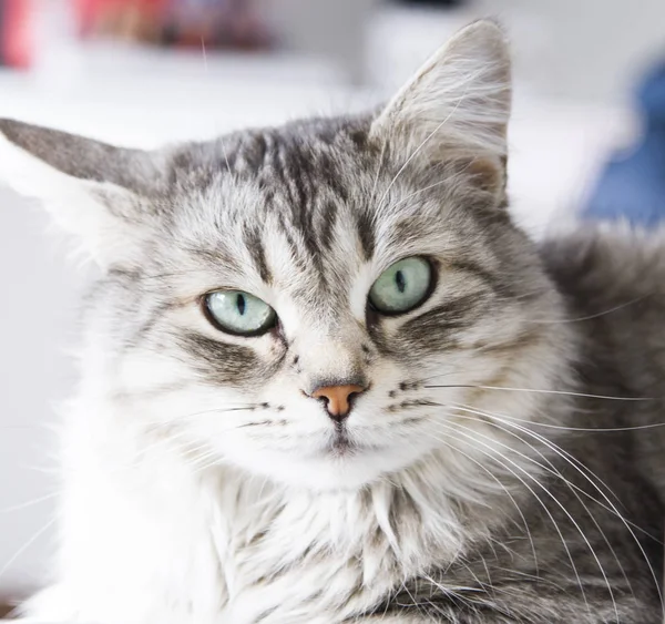 Chat argenté de race sibérienne sur le canapé — Photo