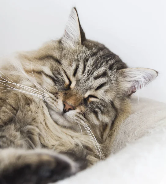 Sibirya doğurmak evde kahverengi tekir kedi