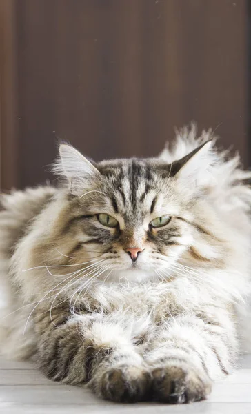 Braun gestromte Katze sibirischer Rasse im Haus — Stockfoto