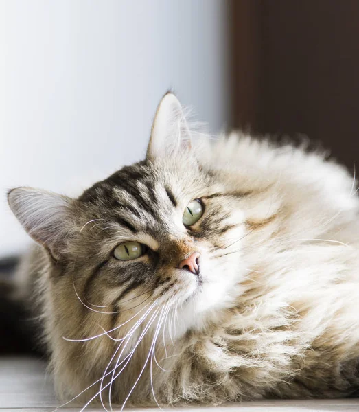 Brązowy pręgowany kot rasy syberyjskiej w domu — Zdjęcie stockowe