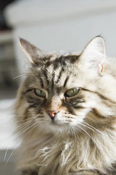 Gato tabby marrom da raça siberiana na casa — Fotografia de Stock