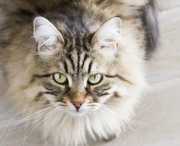 Hnědá mourovatá kočka plemene sibiřský v domě — Stock fotografie