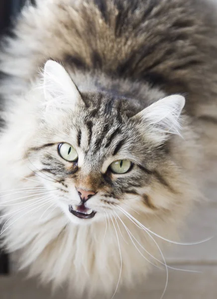 Brązowy pręgowany kot rasy syberyjskiej w domu — Zdjęcie stockowe