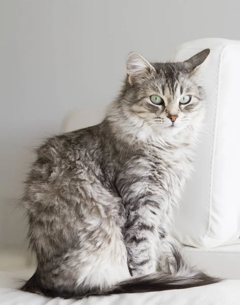 Srebrny kot rasy syberyjski na kanapie — Zdjęcie stockowe