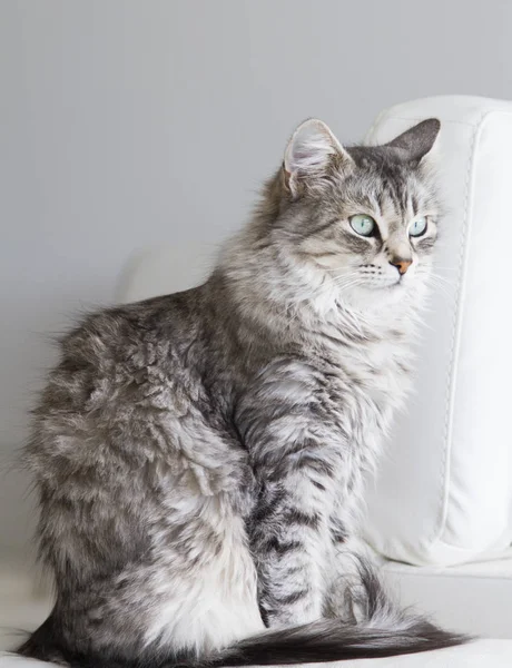 Srebrny kot rasy syberyjski na kanapie — Zdjęcie stockowe