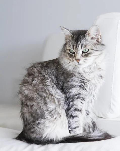 Sibirya doğurmak kanepede gümüş kedi