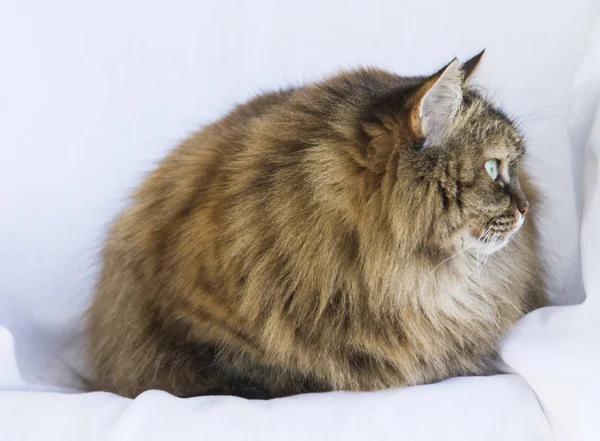 Bahçe, uzun saçlı Sibirya de kürklü kahverengi uskumru kedi — Stok fotoğraf