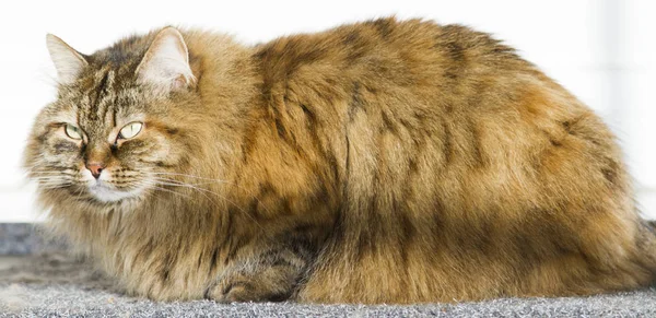 Peludo marrón caballa gatito en el jardín, largo pelo siberiano — Foto de Stock