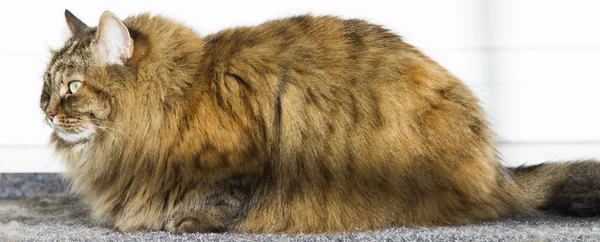 Furry brown mackerel kitten in the garden, long haired siberian — Stock Photo, Image