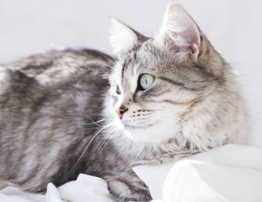 Gümüş dişi kedi, Sibirya doğurmak