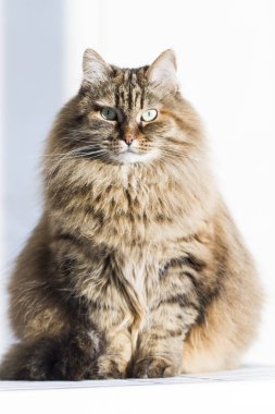 Bahçe, siberian kedi dişi de kürklü kahverengi uskumru kedi