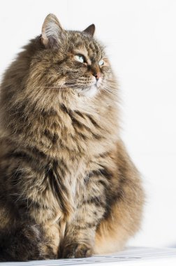 Bahçe, siberian kedi dişi de kürklü kahverengi uskumru kedi