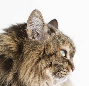 Bahçe, siberian kedi dişi de kürklü kahverengi uskumru kedi