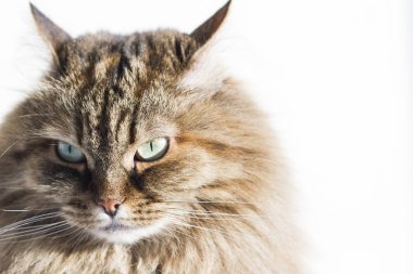 Bahçe, siberian kedi dişi de kürklü kahverengi uskumru kedi