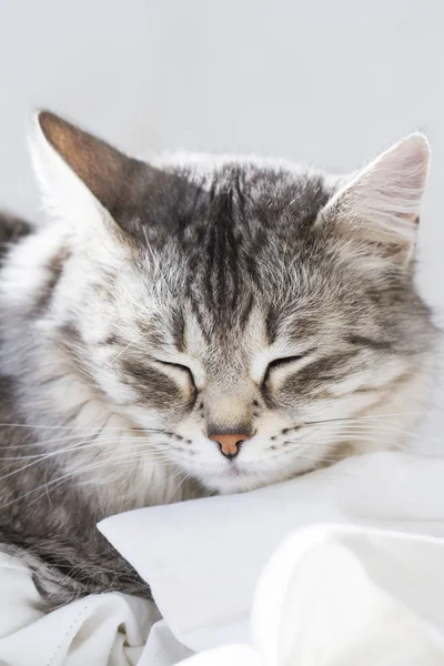 Ezüst női macska, Szibériai fajta — Stock Fotó
