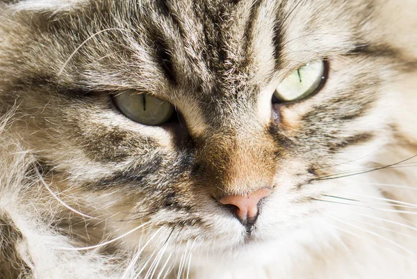 Cara de gato, versión marrón de raza siberiana —  Fotos de Stock