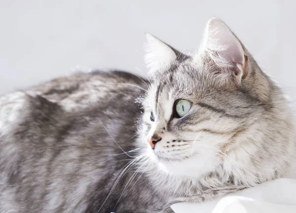 Srebrny kot kobiece, rasy syberyjski — Zdjęcie stockowe