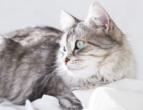 Gato hembra de plata, raza siberiana —  Fotos de Stock