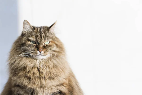 Gatito caballa marrón peludo en el jardín, gato siberiano hembra —  Fotos de Stock