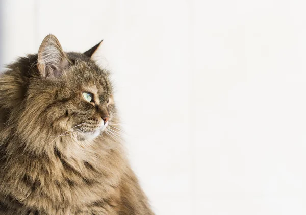 Gatito caballa marrón peludo en el jardín, gato siberiano hembra — Foto de Stock