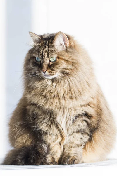 庭、シベリア猫女性の毛皮のような茶色のサバ子猫 — ストック写真