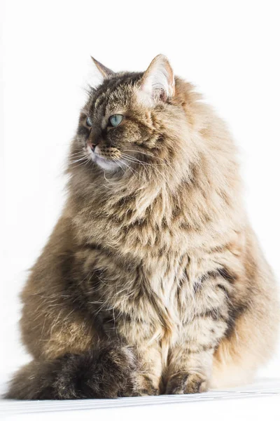Bahçe, siberian kedi dişi de kürklü kahverengi uskumru kedi — Stok fotoğraf