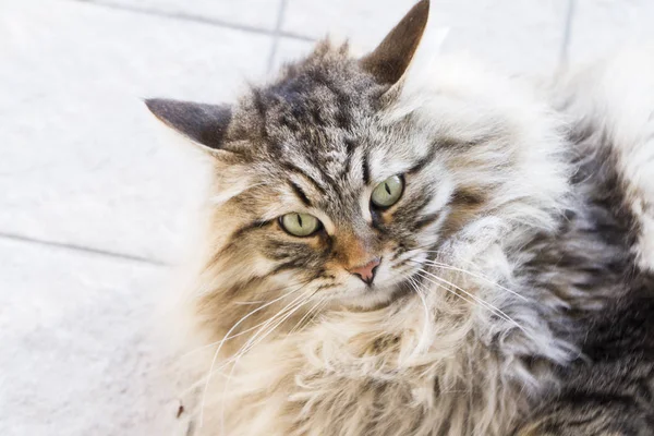 Hane katt av sibiriska rasen, brun tabby version i trädgården — Stockfoto