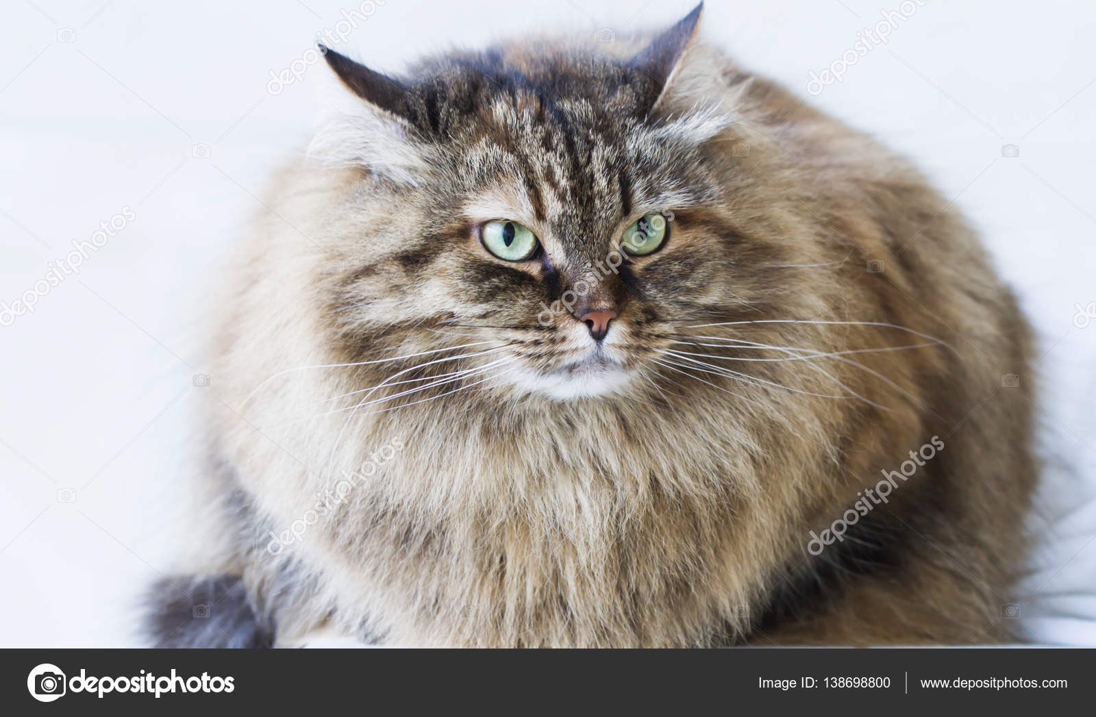 Gatto Siberiano Allaperto Di Bellezza Marrone Sgombro Gattino