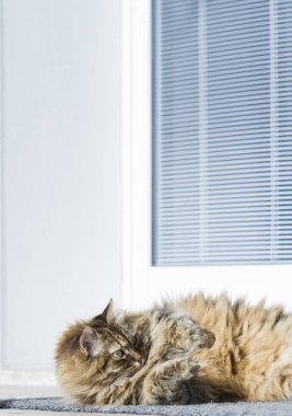 Bahçe, Sibirya doğurmak-in kedi de kürklü kahverengi uskumru kedi