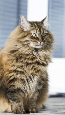 Bahçe, Sibirya doğurmak-in kedi de kürklü kahverengi uskumru kedi