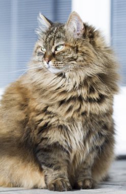 Bahçe, Sibirya doğurmak-in kedi de kürklü kahverengi uskumru kedi