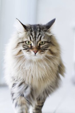 Sibirya doğurmak, açık yürüyüş kahverengi kedi