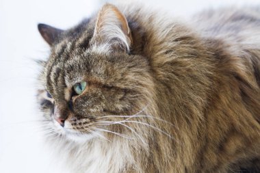 Güzellik kahverengi uskumru yavru kedi açık havada, siberian kedi