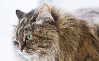 Güzellik kahverengi uskumru yavru kedi açık havada, siberian kedi