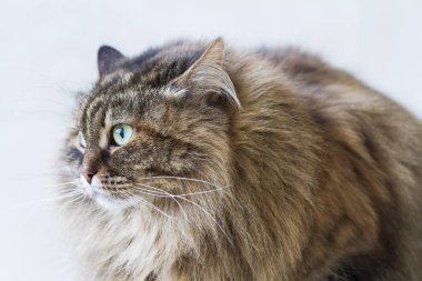 Güzellik kahverengi uskumru yavru kedi açık havada, siberian kedi