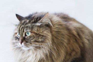 Güzellik kahverengi uskumru yavru kedi açık havada, siberian kedi