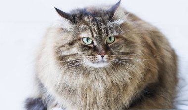 Güzellik kahverengi uskumru yavru kedi açık havada, siberian kedi