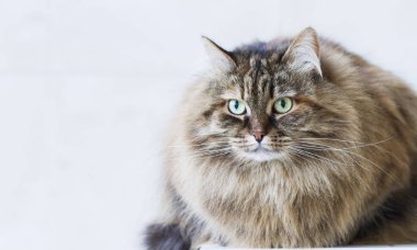 Güzellik kahverengi uskumru yavru kedi açık havada, siberian kedi
