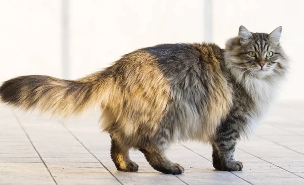 Gato macho de raza siberiana, versión marrón tabby en el jardín — Foto de Stock