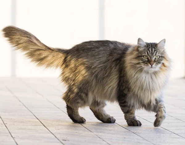 Long Haired Tabby Cat — Stock Photo © chrisga #6399360
